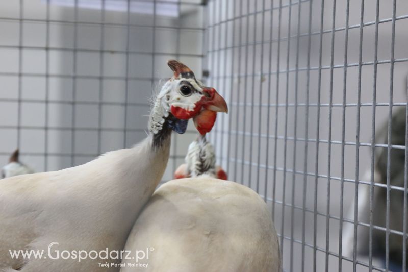 Krajowa Wystawa Zwierząt Hodowlanych w Poznaniu 2017 (sobota, 6 maja)