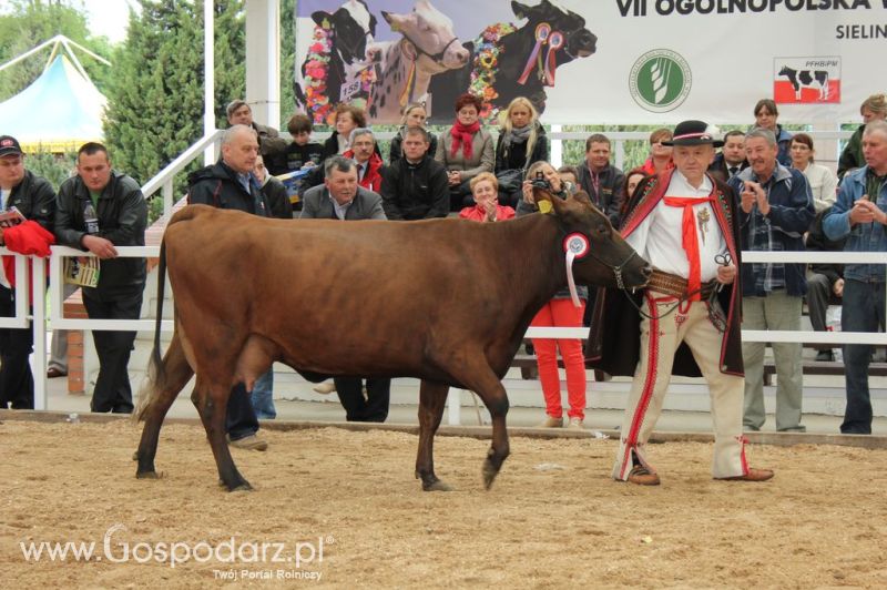 Prezentacja Championów na VII Ogólnopolskiej Wystawie Bydła Hodowlanego w Sielinku 2012
