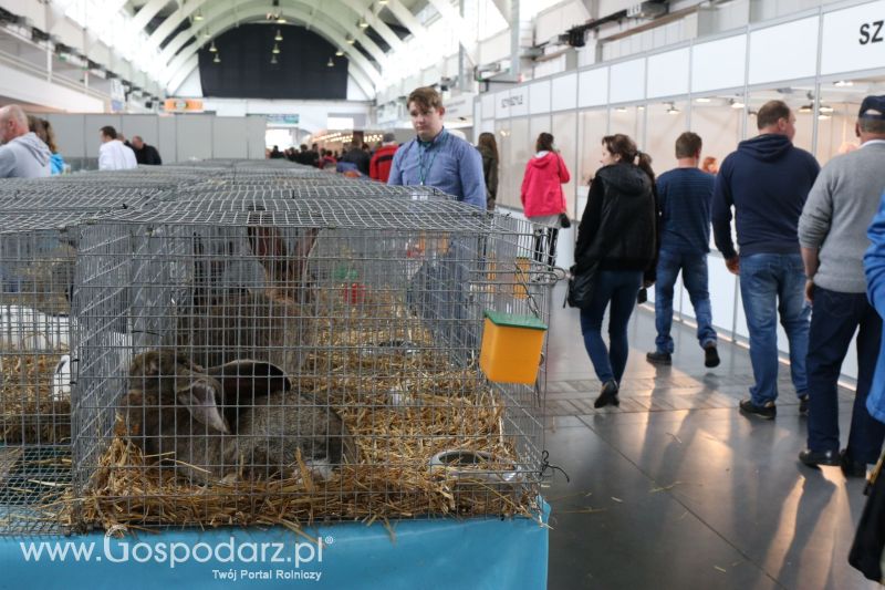 Krajowa Wystawa Zwierząt Hodowlanych w Poznaniu 2017 (niedziela, 7 maja)