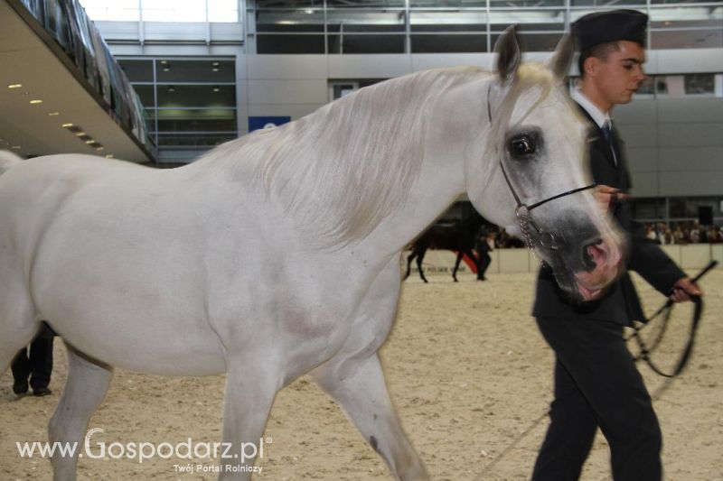 CAVALIADA 2013 w Poznaniu