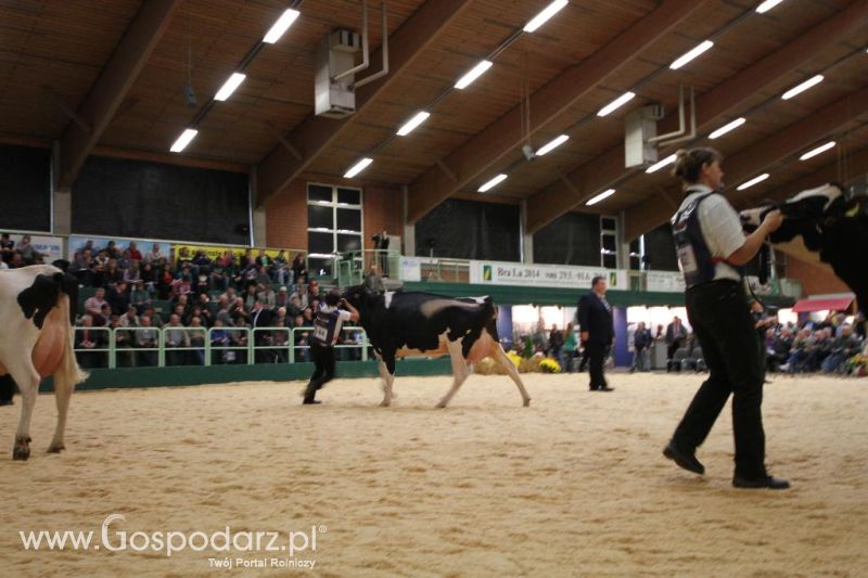 Wystawa  Blickpunkt Rind 2013 w miejscowości Paaren/Glien (Niemcy)