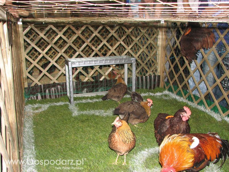 Gęsi, kury, kaczki, strusie na XXV Krajowej Wystawie Zwierząt Hodowlanych