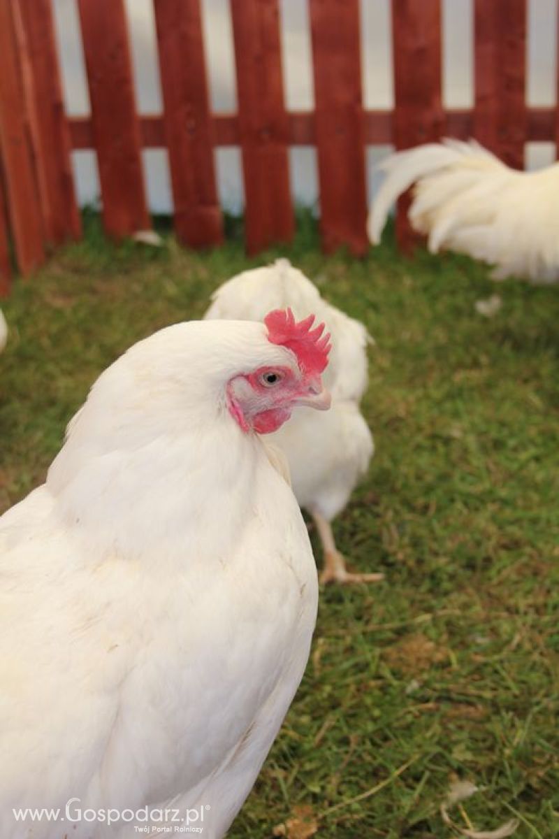 Konferencja Naukowo-Techniczna pt. Innowacyjność w produkcji zwierzęcej - oczekiwania czy konieczność dzień drugi
