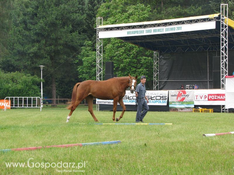 Wystawa Koni Sielinko 2011