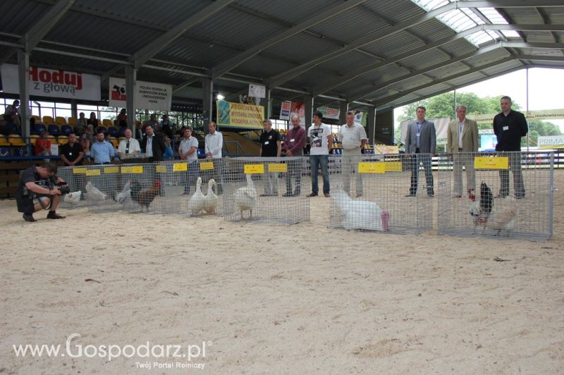 Drób - Szepietowo 2012 XIX Regionalna Wystawa Zwierząt Hodowlanych