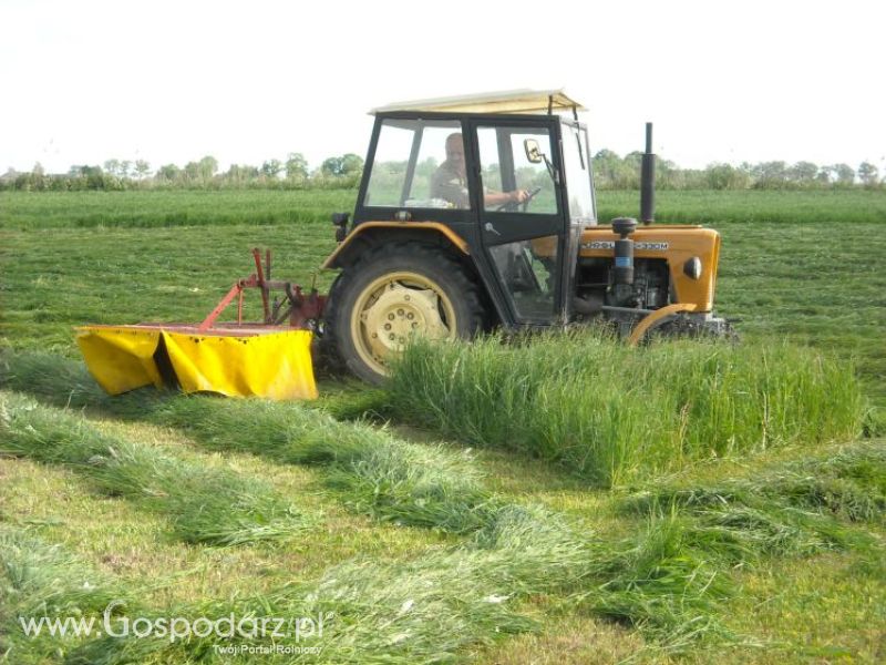pierwsze sianokosy w roli głownej ursus c330M...