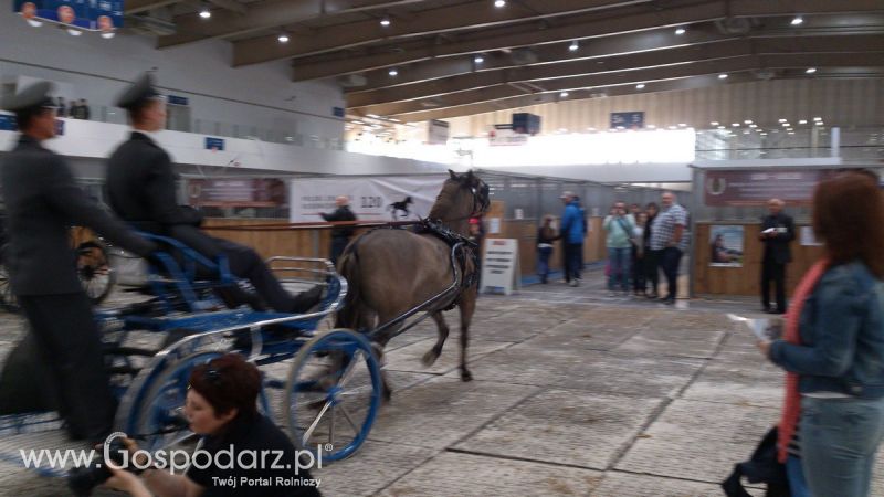 KWZH 2015. Bliskie spotkania ze zwierzętami hodowlanymi