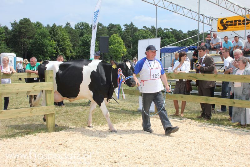Superchampioni i championi Śląskiej Wystawy Bydła Mlecznego Opolagra 2011