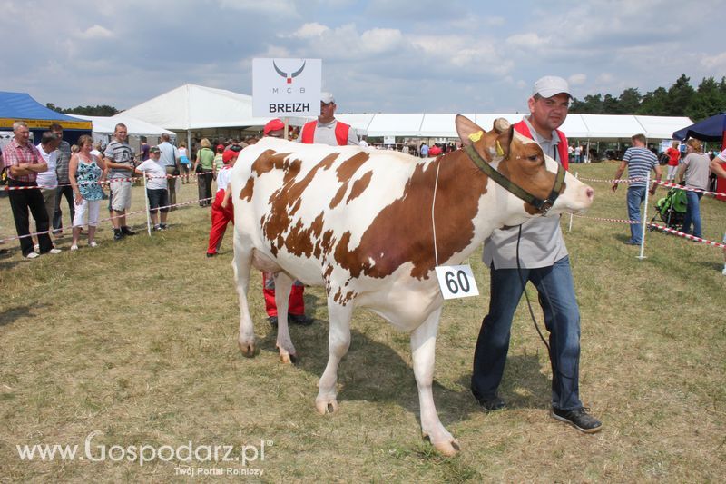 Wystawa Bydła: Konkurs Młodego Hodowcy - Opolagra 2011