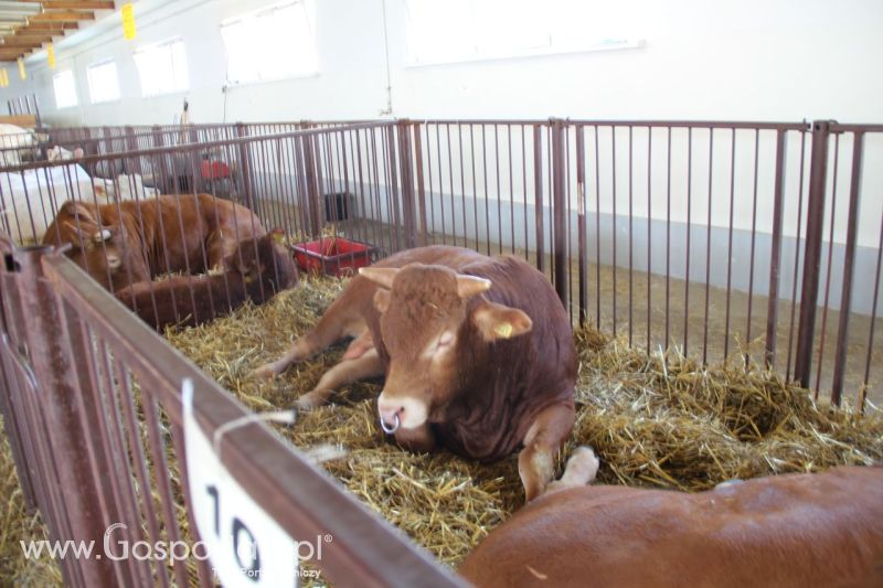 Zielone AGRO SHOW – POLSKIE ZBOŻA 2014 w Sielinku - niedziela