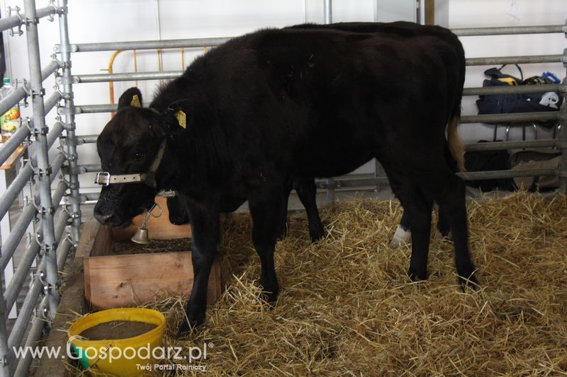 KWZH, Polagra Food poniedziałek-wtorek