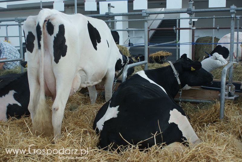 Bydło mleczne na XXV Krajowej Wystawie Zwierząt Hodowlanych