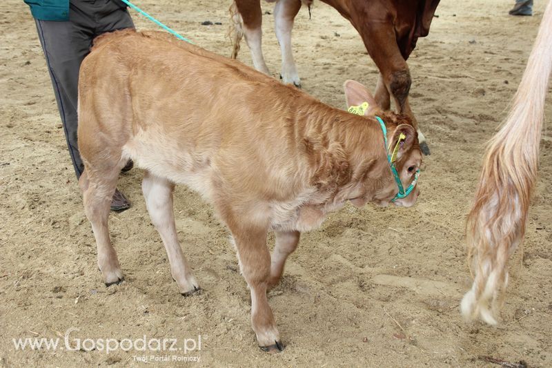 Czempioni XVII Regionalnej Wystawy Zwierząt Hodowlanych Sielinko 2011