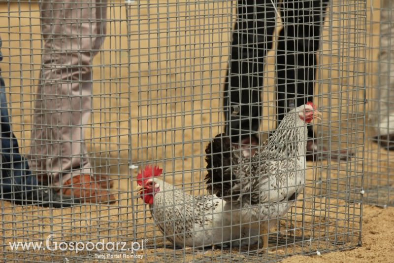 Zielone AGRO SHOW – POLSKIE ZBOŻA 2014 w Sielinku - niedziela