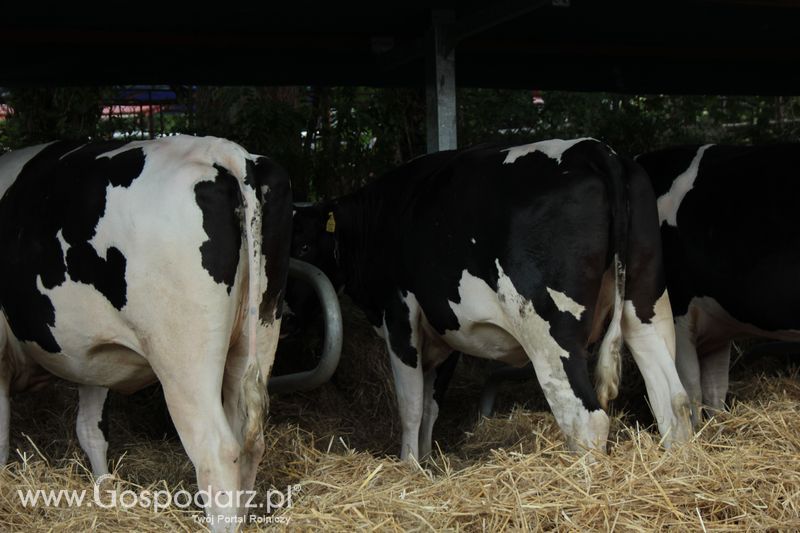 XX Targi Rolnicze Lubniewice 