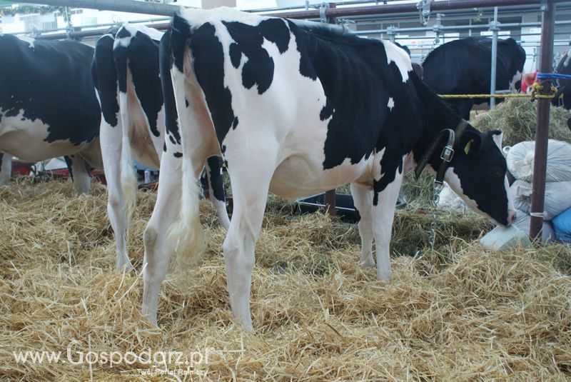 Bydło mleczne na XXV Krajowej Wystawie Zwierząt Hodowlanych