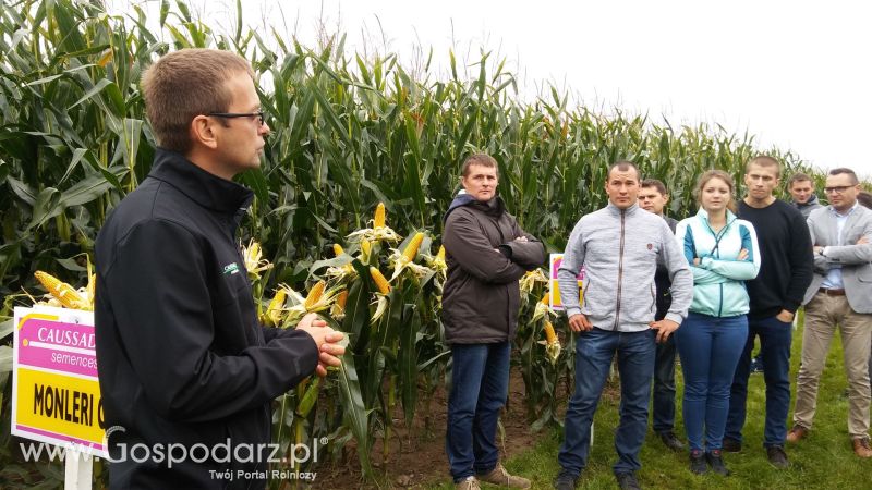 Poletka doświadczalne Caussade Nasiona w Dziećmiarkach 2017