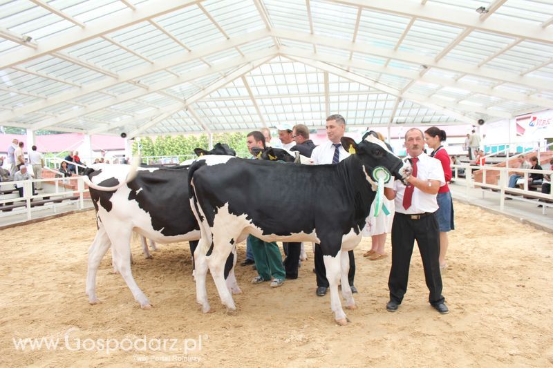 Wystawa bydła Sielinko 2011