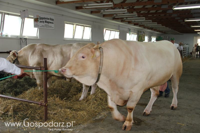 I Krajowa Wystawa Bydła Mięsnego w Sielinku - niedziela