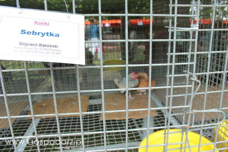 XX Targi Rolnicze Lubniewice - zwierzęta