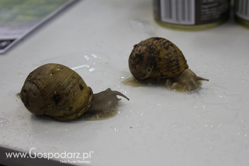 XXV Krajowa Wystawa Zwierząt Hodowlanych Niedziela