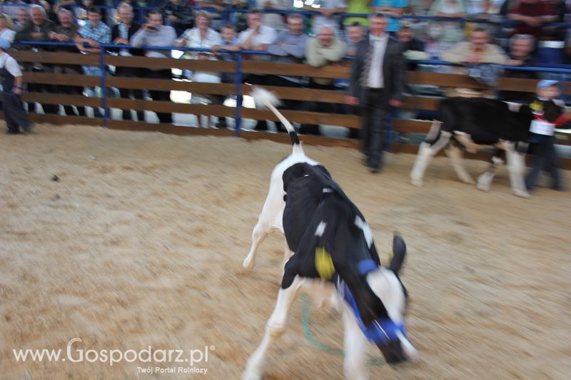 Młody hodowca na XVIII Regionalnej Wystawie Zwierząt Hodowlanych w Szepietowie