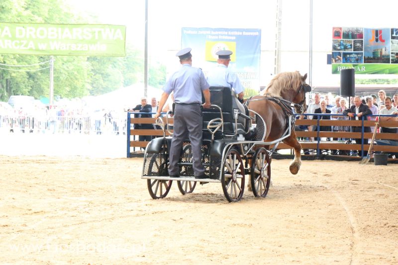 Regionalna Wystawa Zwierząt Hodowlanych i Dni z Doradztwem Rolniczym w Szepietowie 2017 (niedziela)