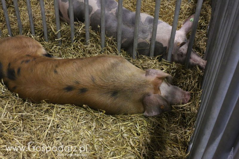 Krajowa Wystawa Zwierząt Hodowlanych w Poznaniu 2017 (sobota, 6 maja)