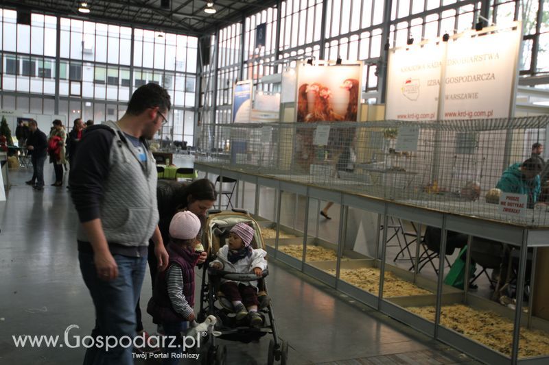 KWZH 2015 niedziela