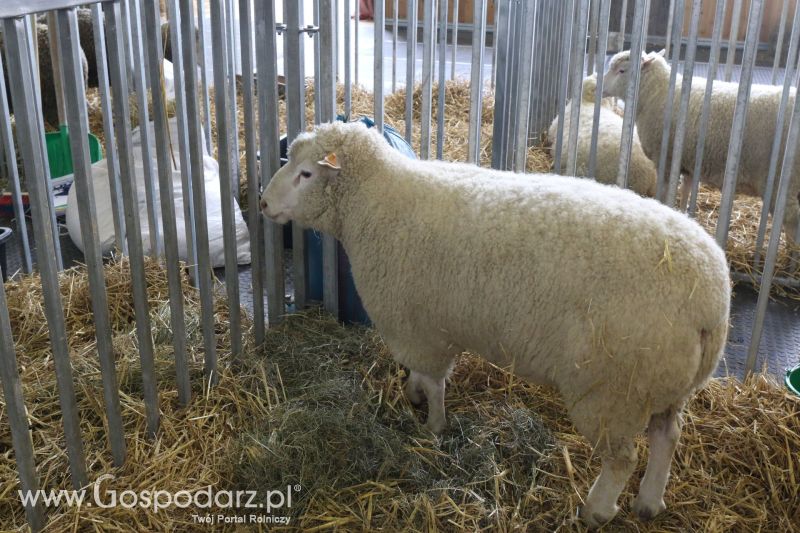 Krajowa Wystawa Zwierząt Hodowlanych w Poznaniu 2017 (piątek, 5 maja)