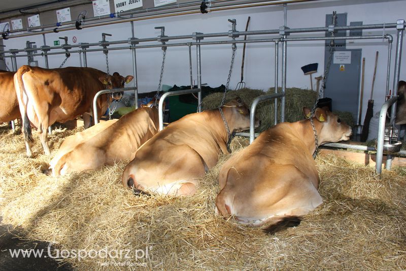 XXV Krajowa Wystawa Zwierząt Hodowlanych Niedziela