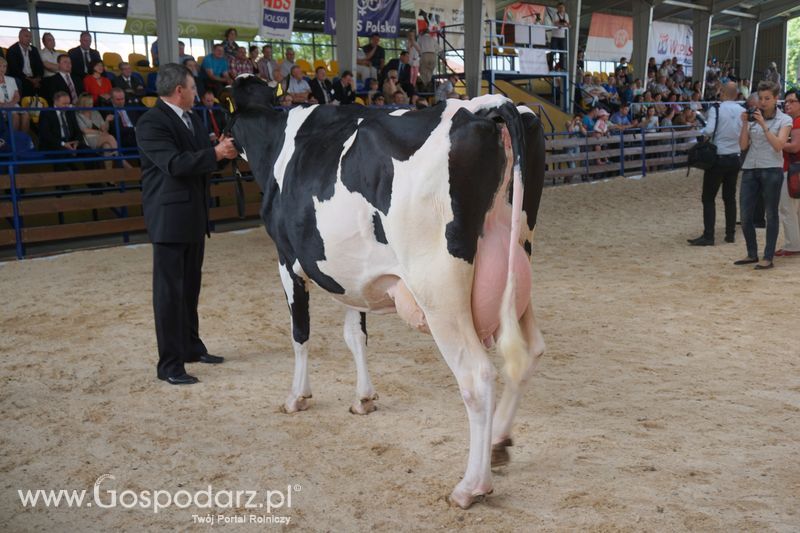 Wystawa zwierząt w Szepietowie
