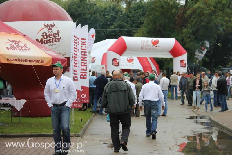 I Krajowa Wystawa Bydła Mięsnego w Sielinku - niedziela