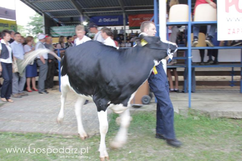 Bydło - Szepietowo 2012 XIX Regionalna Wystawa Zwierząt Hodowlanych