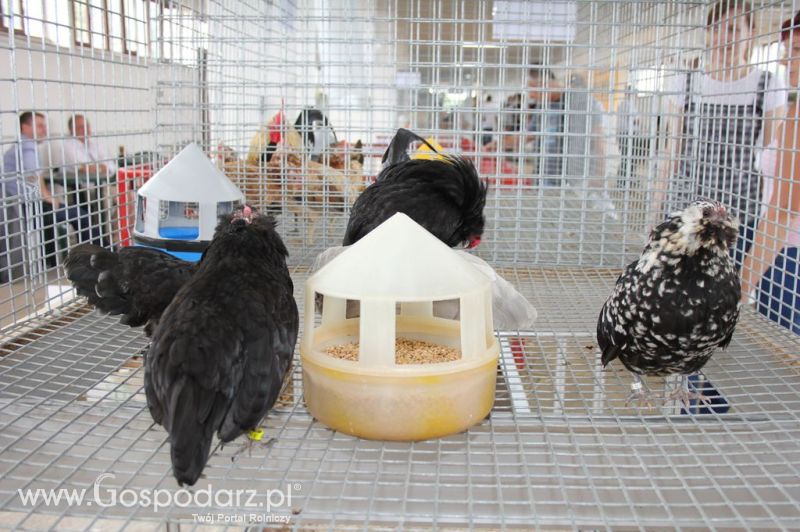 Drób - Szepietowo 2012 XIX Regionalna Wystawa Zwierząt Hodowlanych