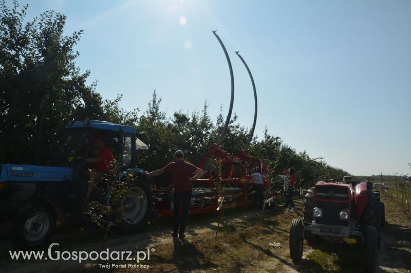 Zbiór śliwek agregatem MAJA AUTOMATIC LK