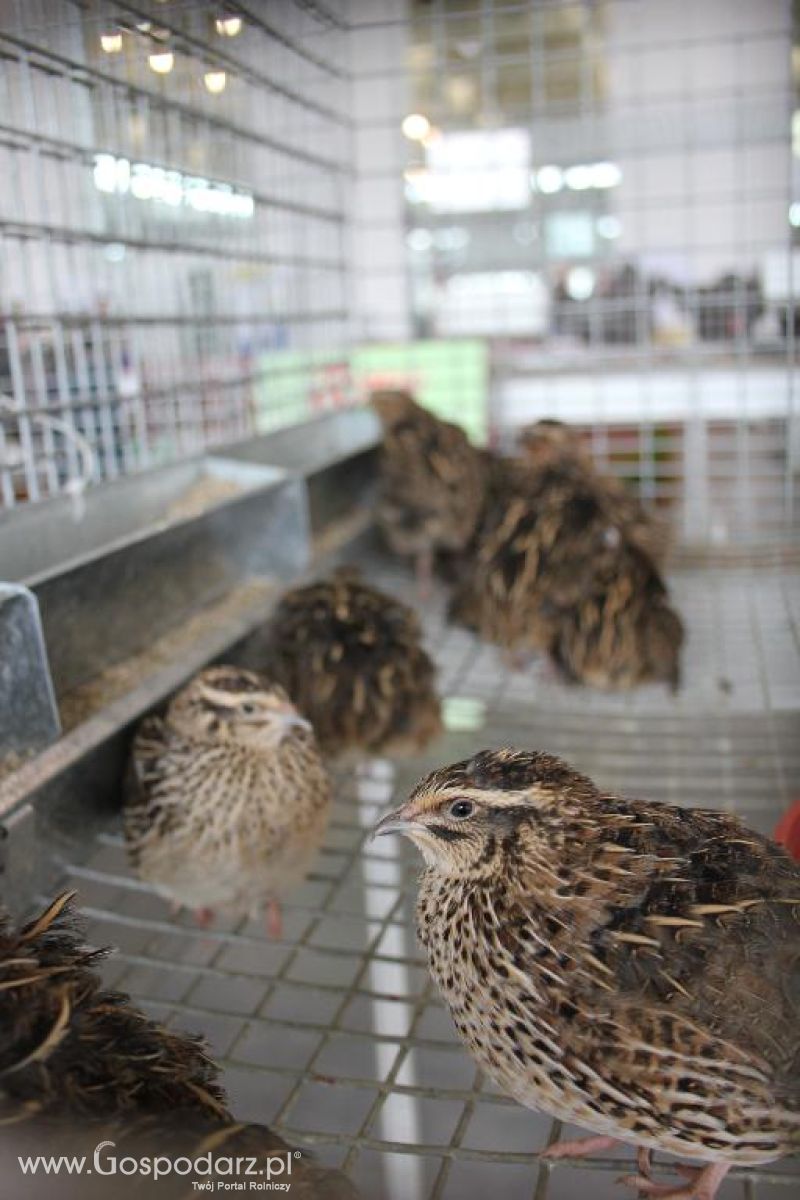 XXVI Krajowa Wystawa Zwierząt Hodowlanych - sobota i niedziela