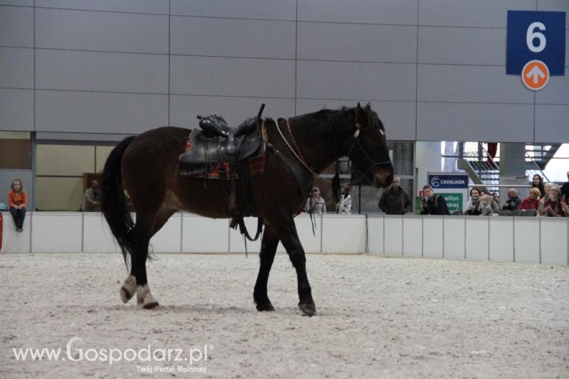 CAVALIADA 2013 w Poznaniu
