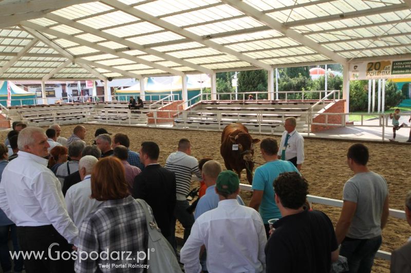 I Krajowa Wystawa Bydła Mięsnego w Sielinku - sobota