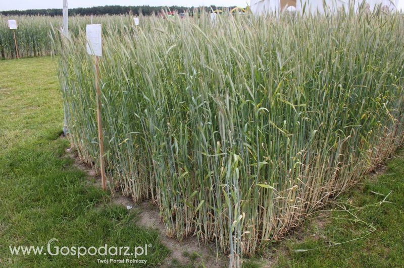 Polskie Zboża Zielone Agro Show 2012 cz. 2