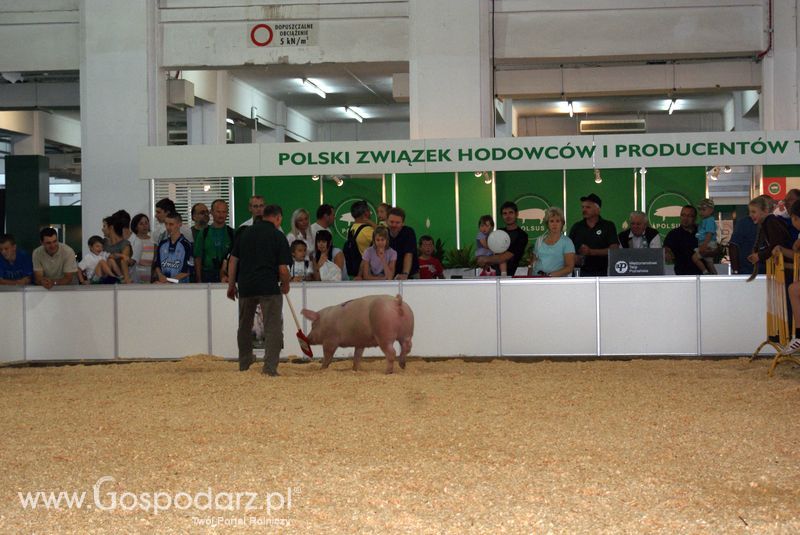 Lochy, knury na XXV Krajowej Wystawie Zwierząt Hodowlanych