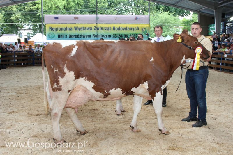 Bydło - Szepietowo 2012 XIX Regionalna Wystawa Zwierząt Hodowlanych