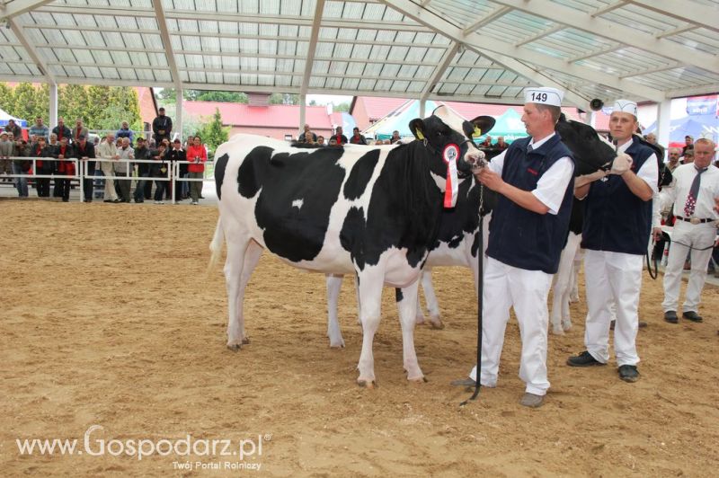 VII Ogólnopolska Wystawa Bydła Hodowlanego - Sielinko 2012