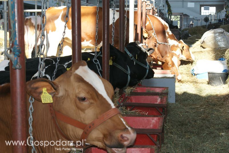 Bydło mleczne na XXV Krajowej Wystawie Zwierząt Hodowlanych