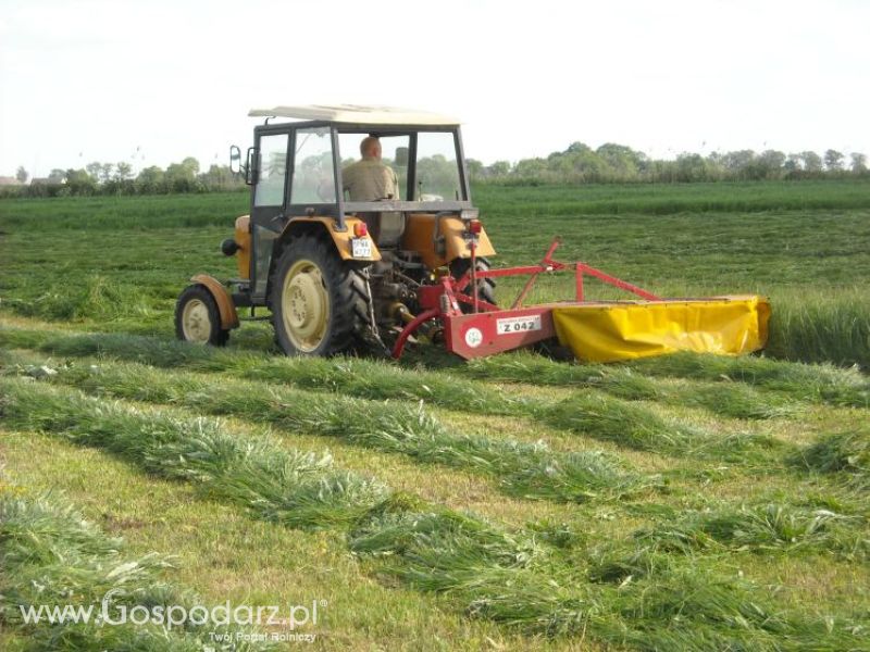 pierwsze sianokosy w roli głownej ursus c330M...