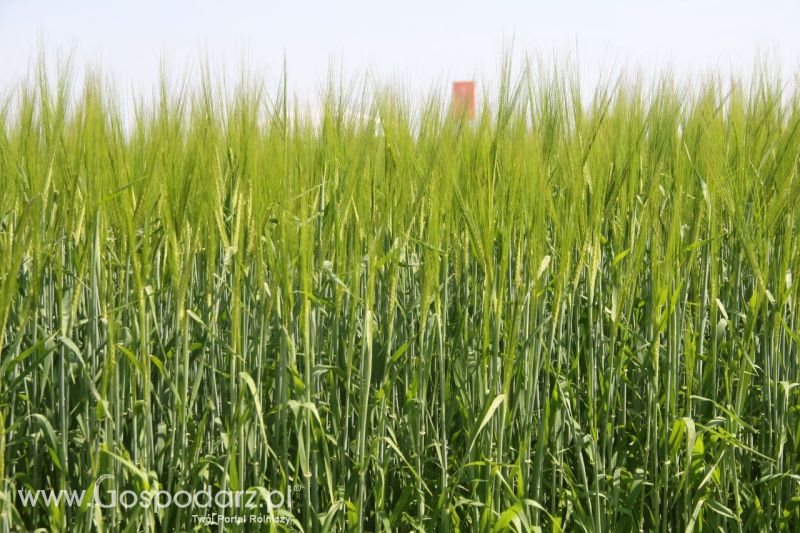 Zielone AGRO SHOW – POLSKIE ZBOŻA 2014 w Sielinku - niedziela