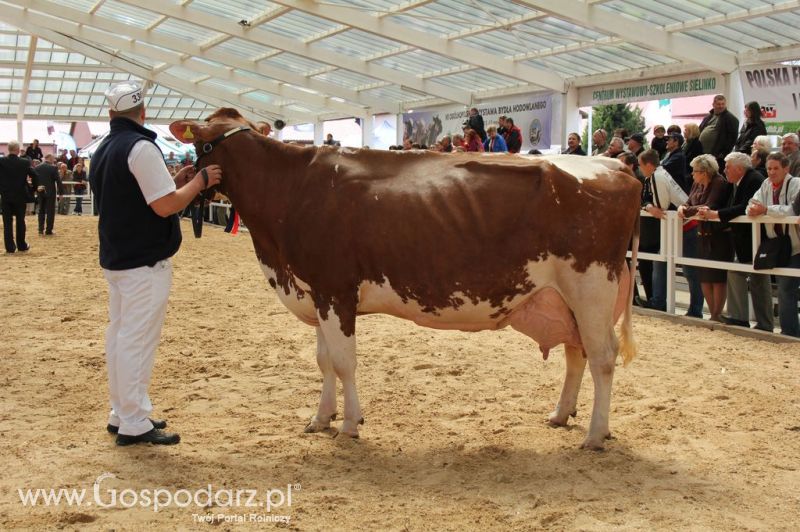 VII Ogólnopolska Wystawa Bydła Hodowlanego - Sielinko 2012