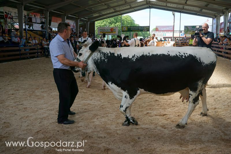 Wystawa zwierząt w Szepietowie