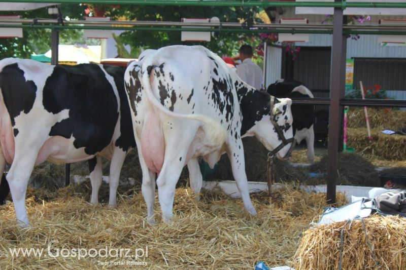 Regionalna Wystawa Zwierząt Hodowlanych i Dni z Doradztwem Rolniczym w Szepietowie-sobota