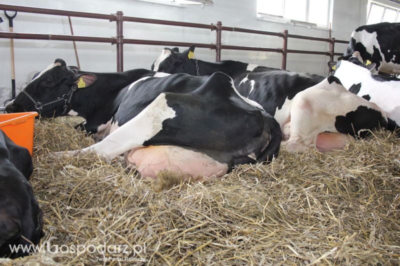 VII Ogólnopolska Wystawa Bydła Hodowlanego - Sielinko 2012